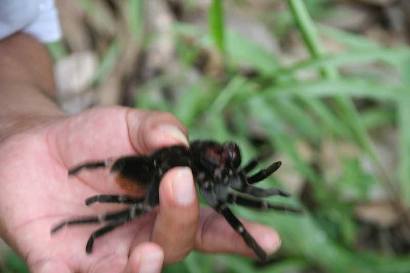 Mexico & Guatemala 2010 - 1130